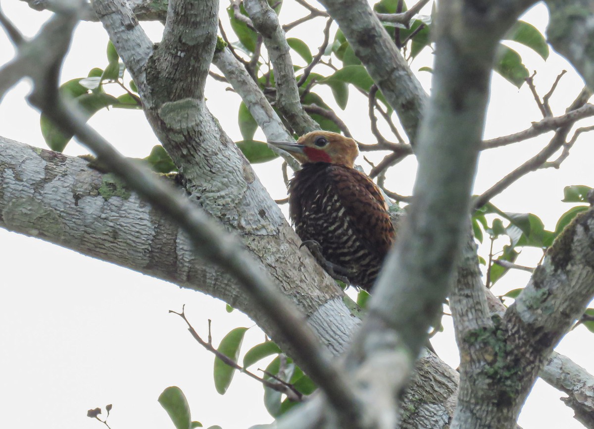 Ringed Woodpecker - ML659196923