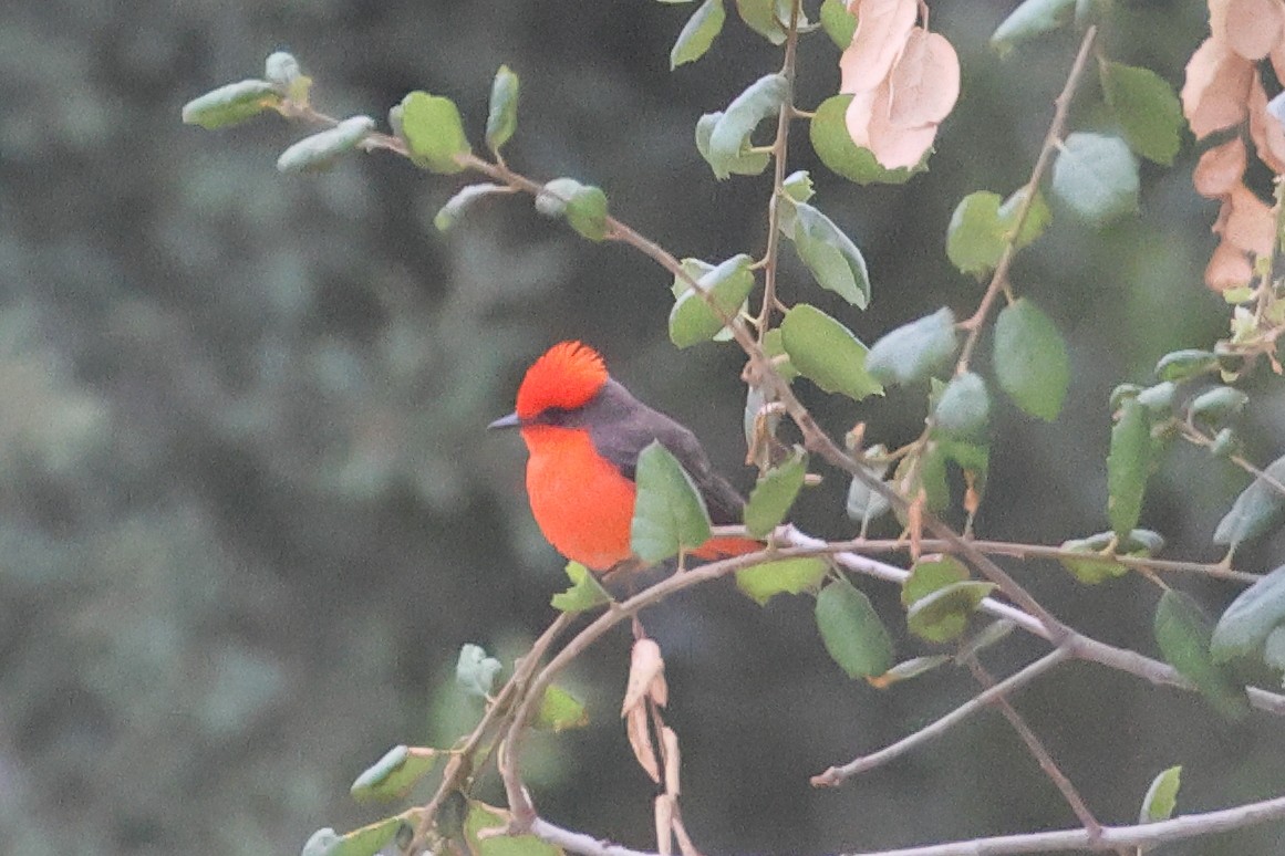 Vermilion Flycatcher - ML659197066