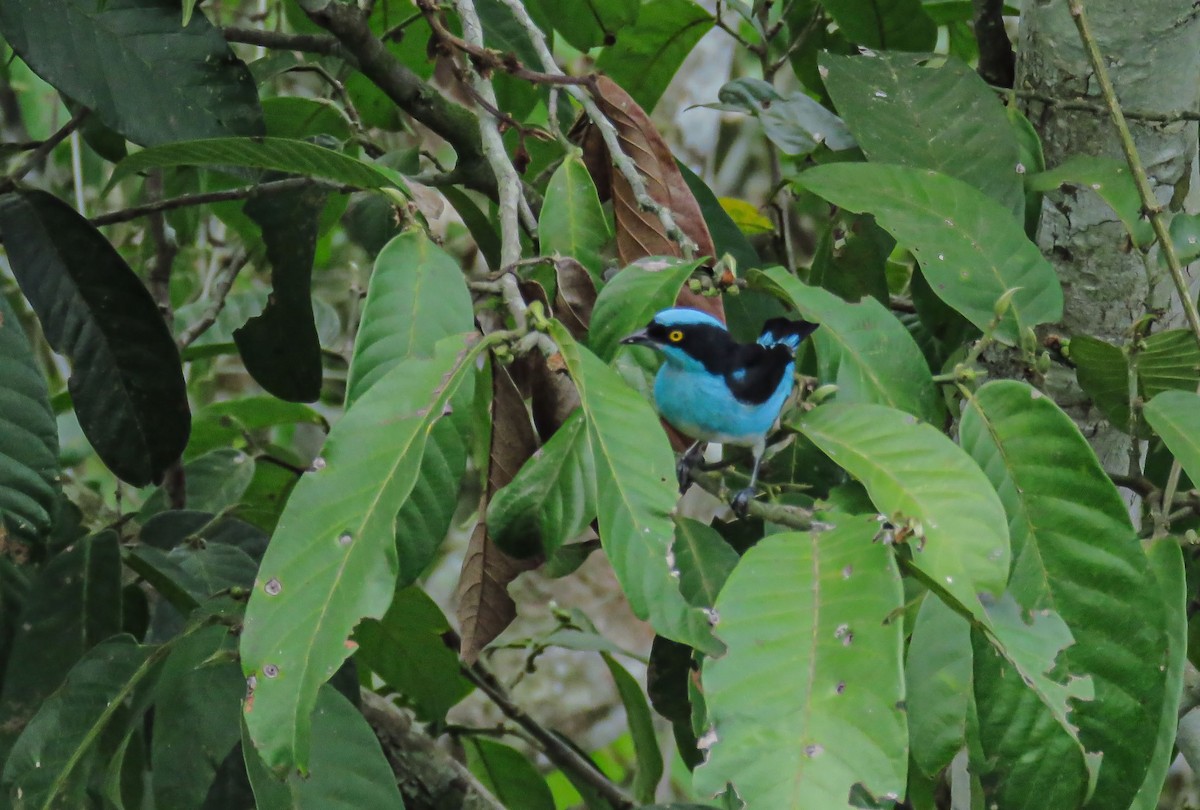 Black-faced Dacnis - ML659197241