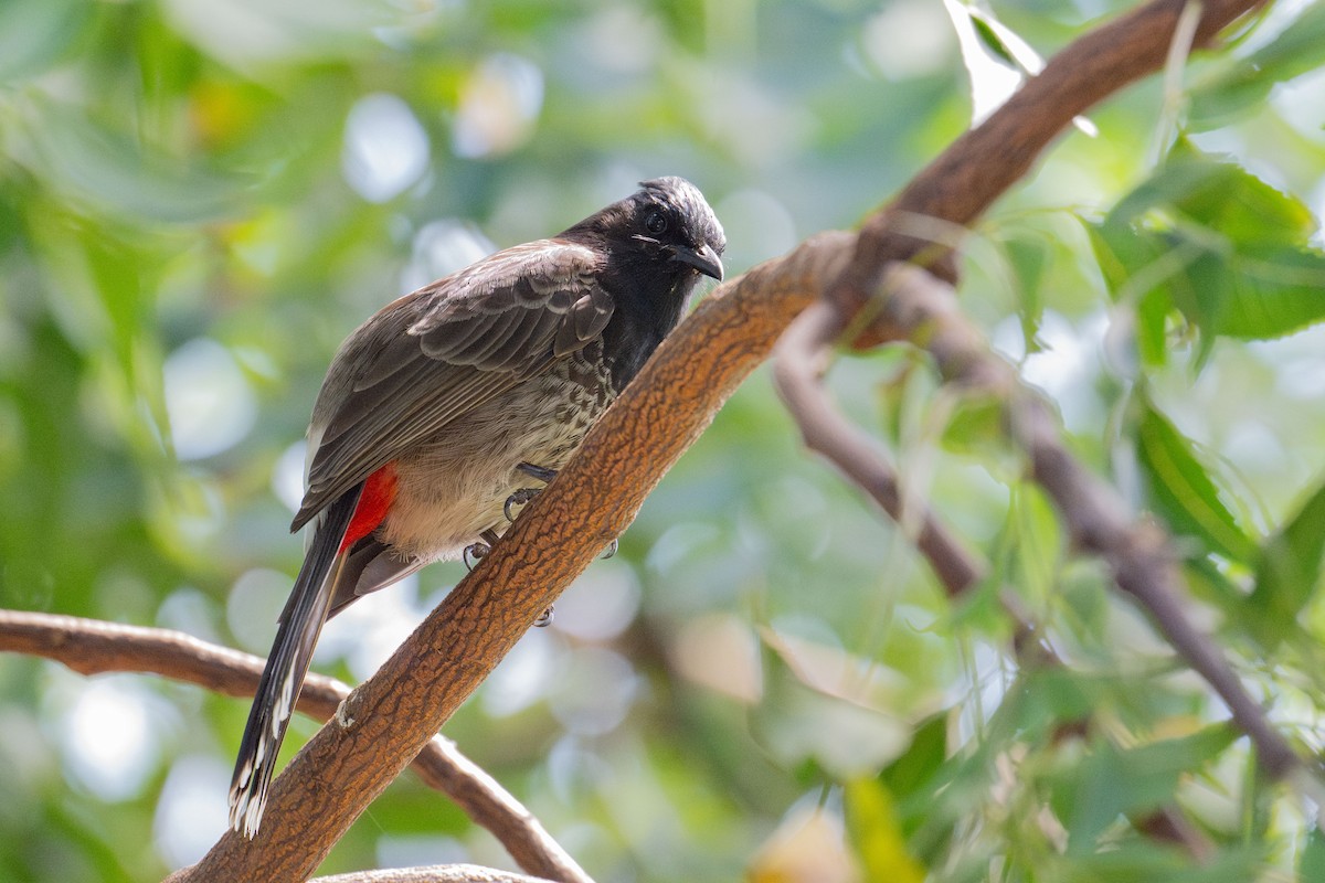 Red-vented Bulbul - ML659197279