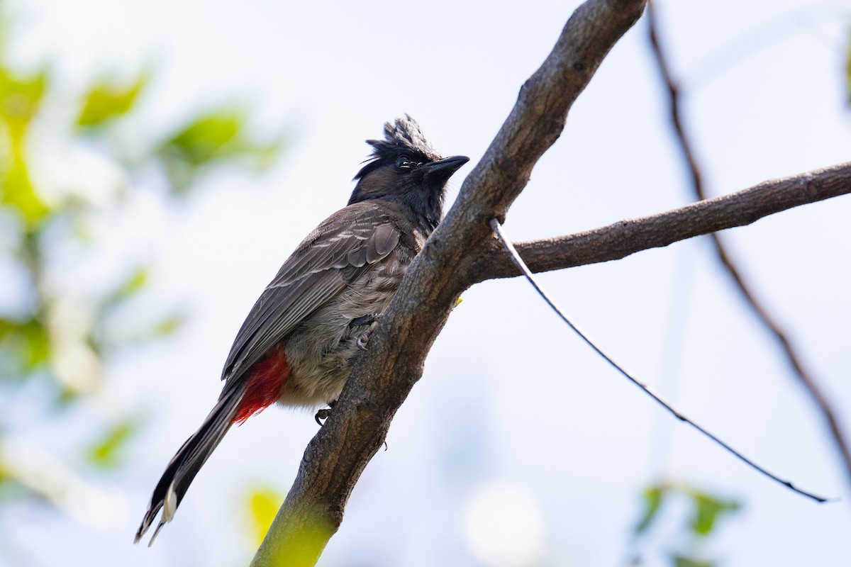 Red-vented Bulbul - ML659197282
