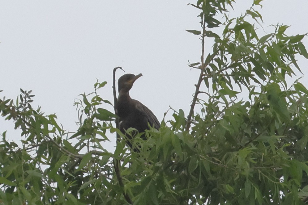 Neotropic Cormorant - ML659197297