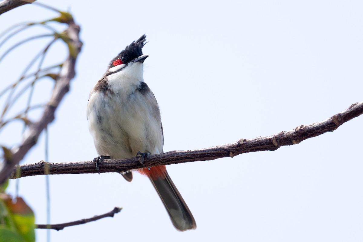 Red-whiskered Bulbul - ML659197301