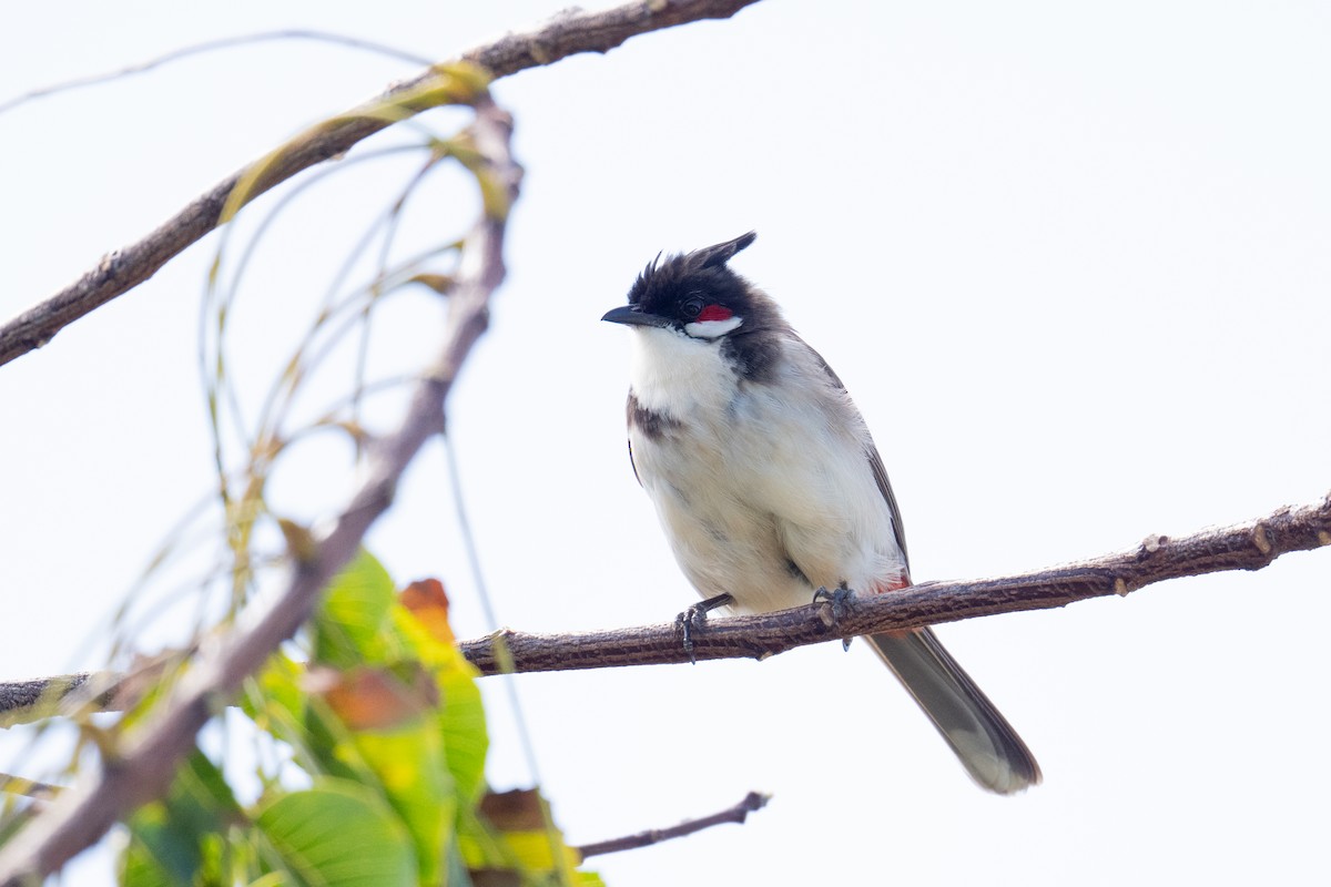 Red-whiskered Bulbul - ML659197307