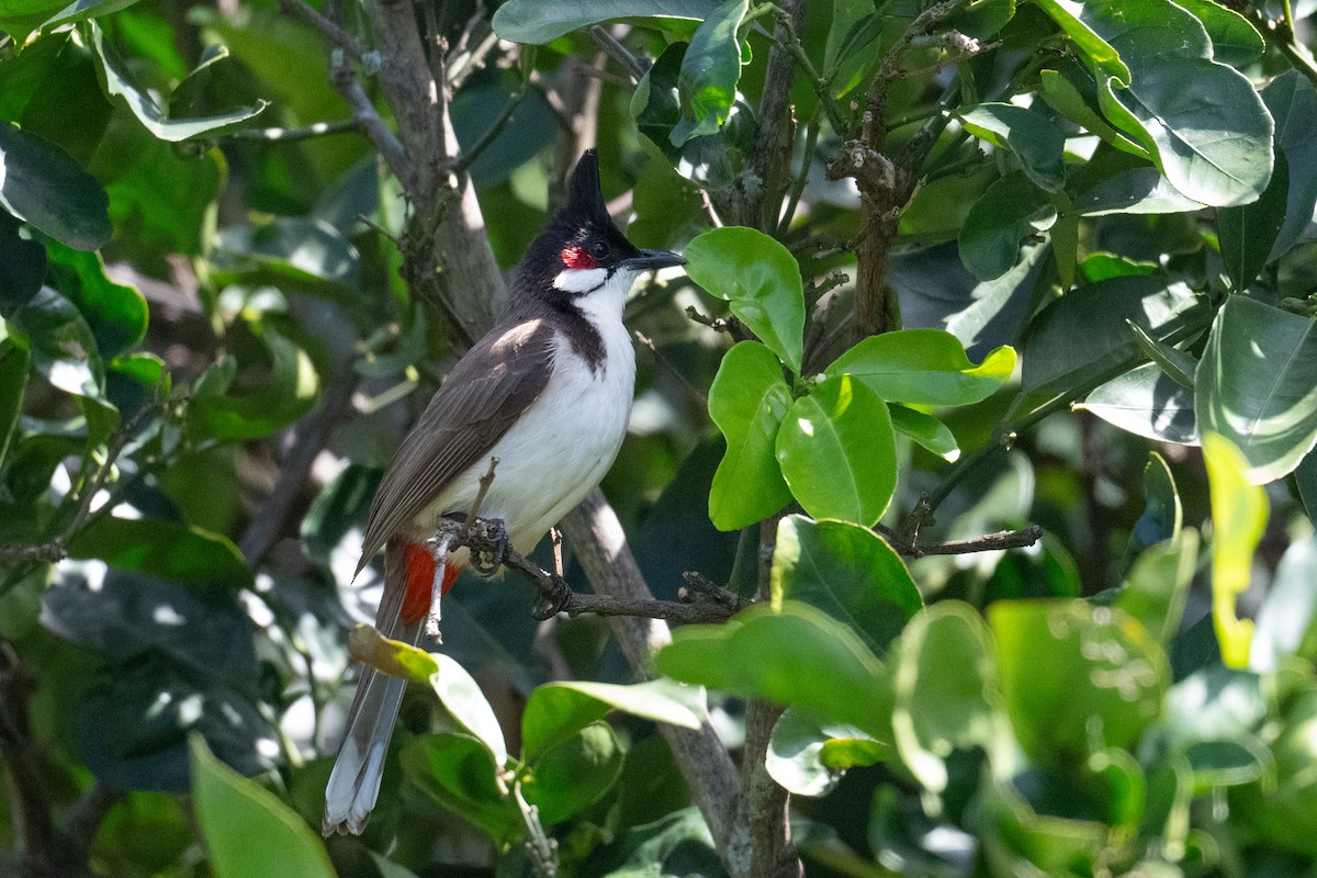 Red-whiskered Bulbul - ML659197312