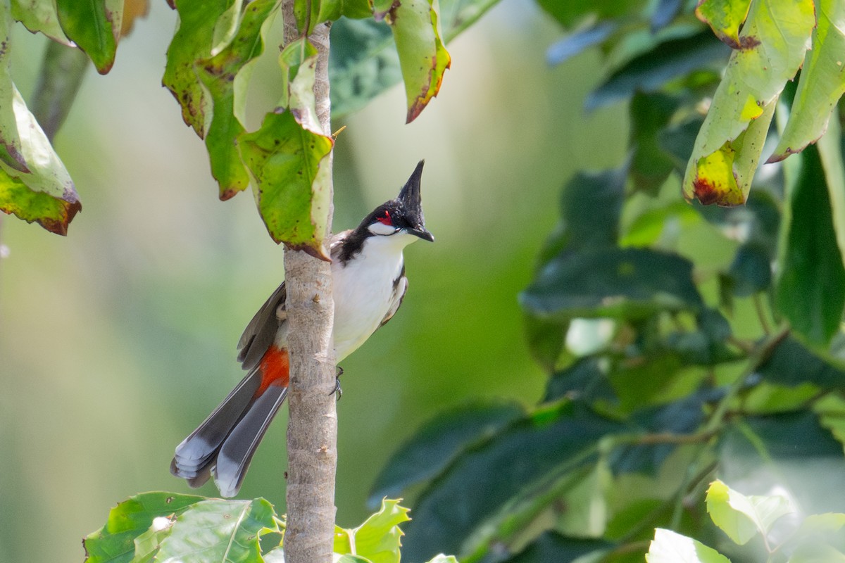 Red-whiskered Bulbul - ML659197325