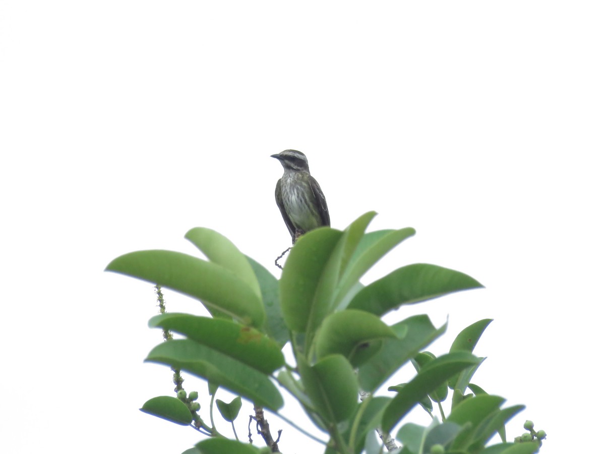 Piratic Flycatcher - ML659197338