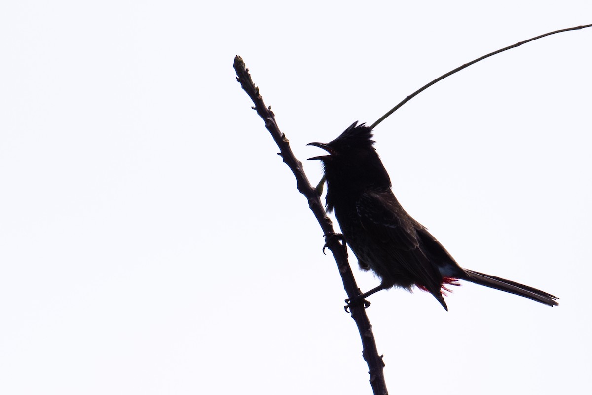 Red-vented Bulbul - ML659197616