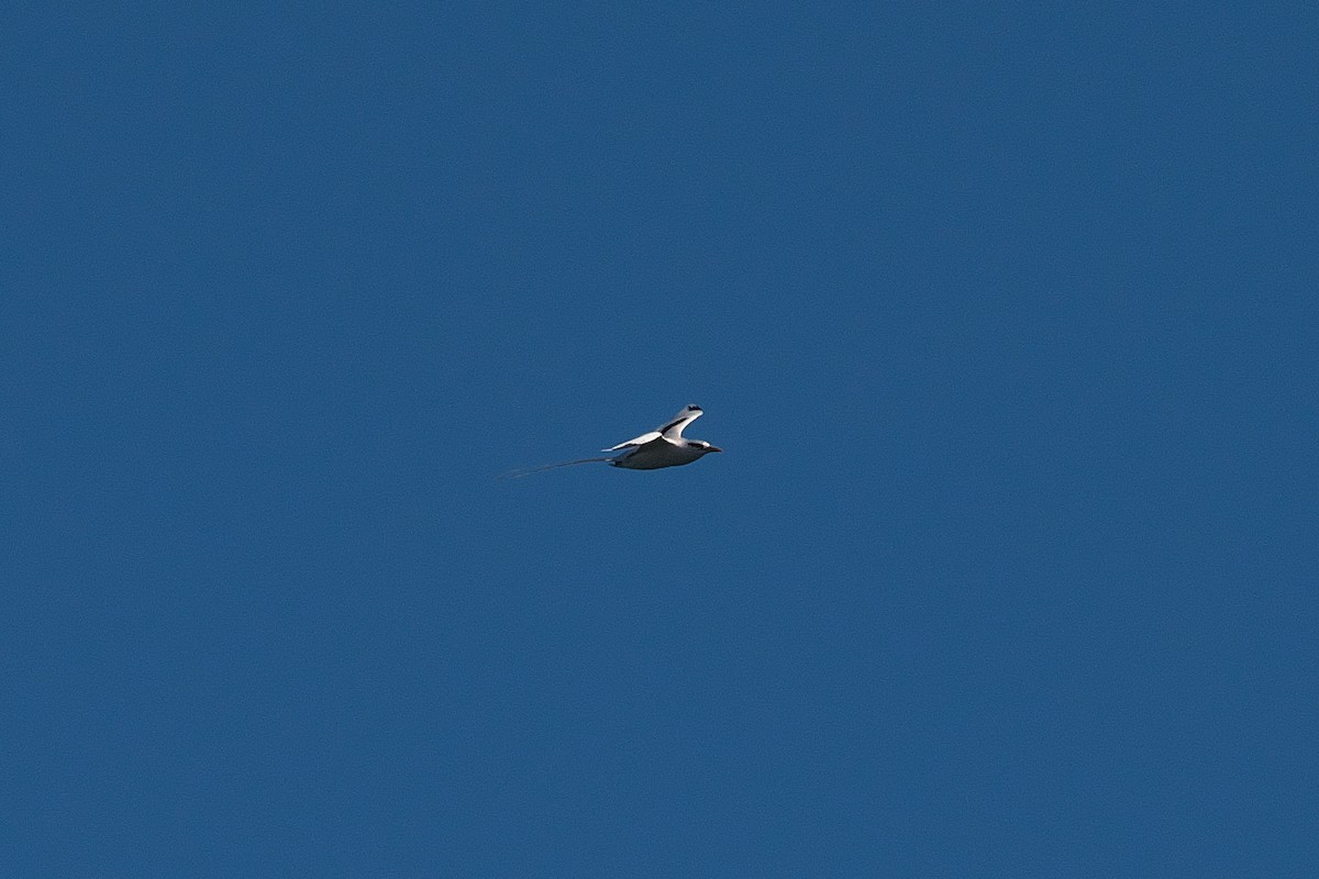 White-tailed Tropicbird - ML659197671
