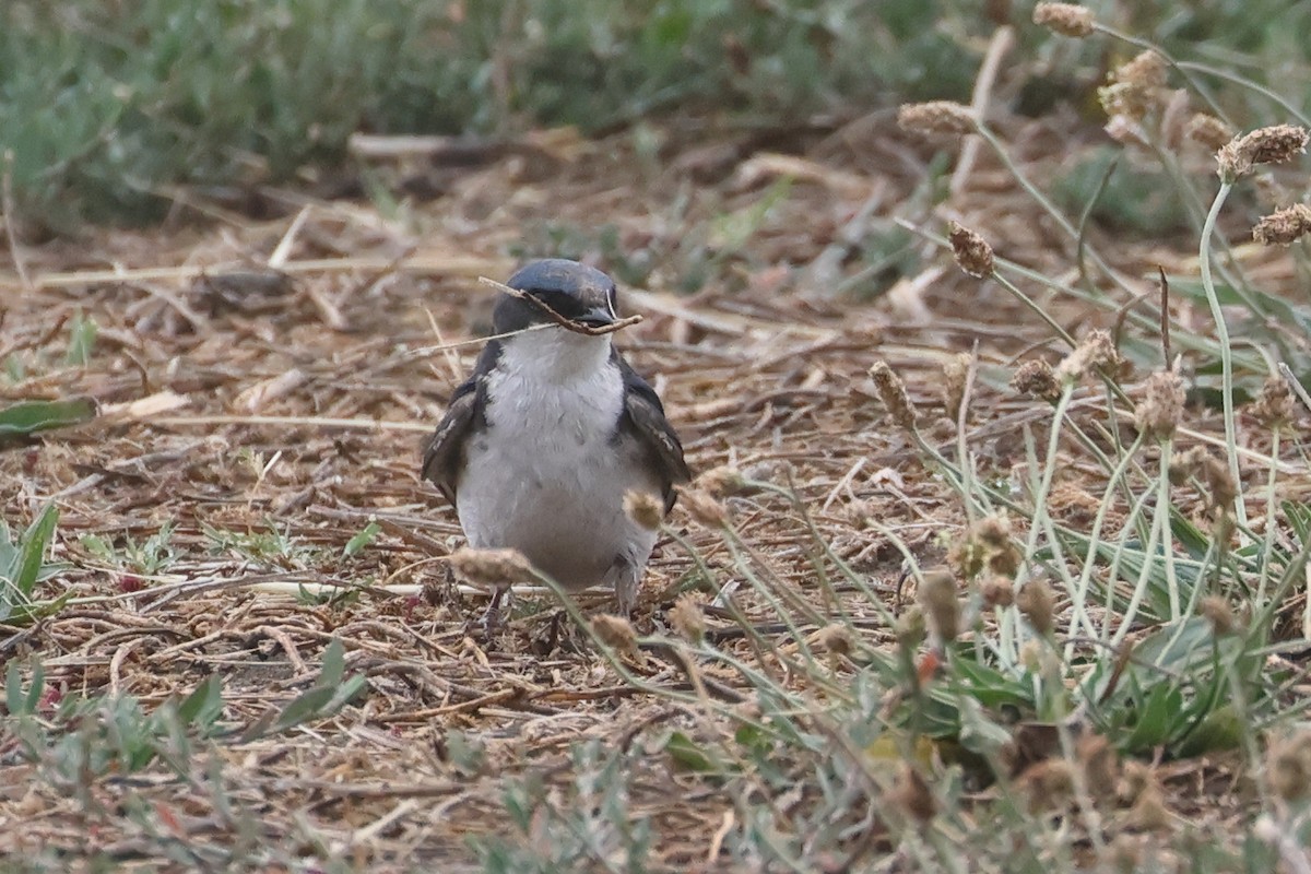 Tree Swallow - ML659197677
