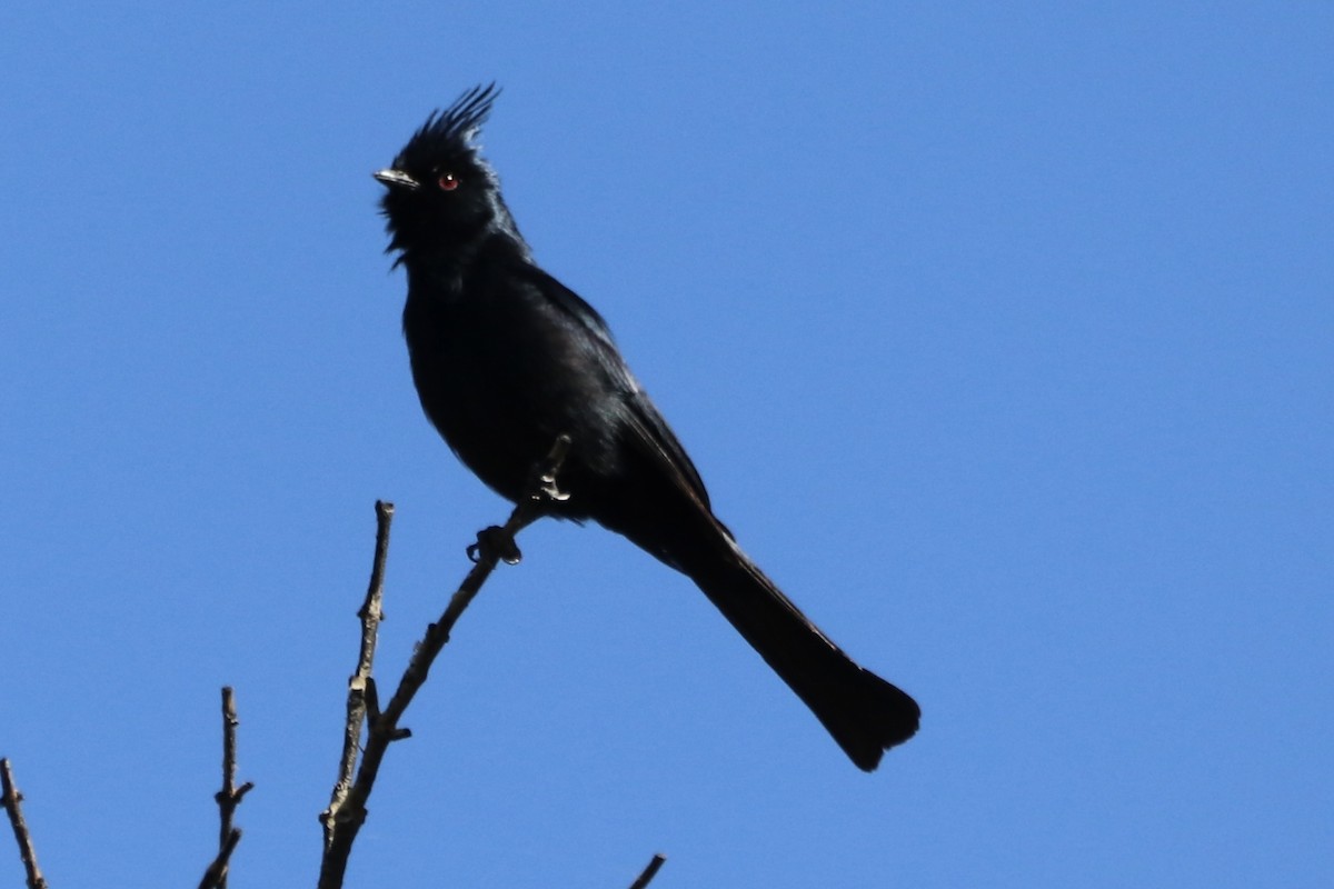 Phainopepla - ML659198021