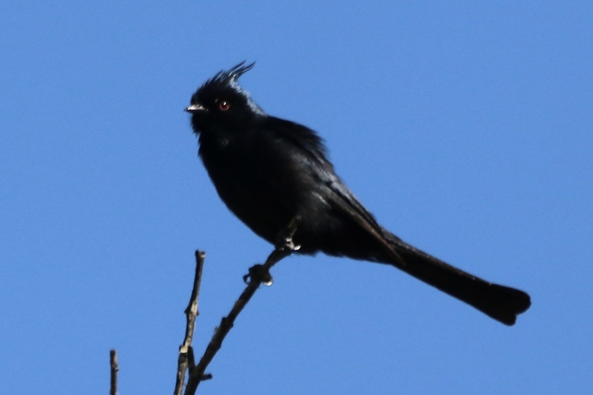 Phainopepla - ML659198022