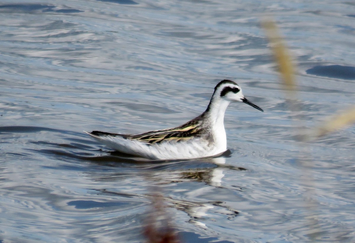 Phalarope à bec étroit - ML65919861