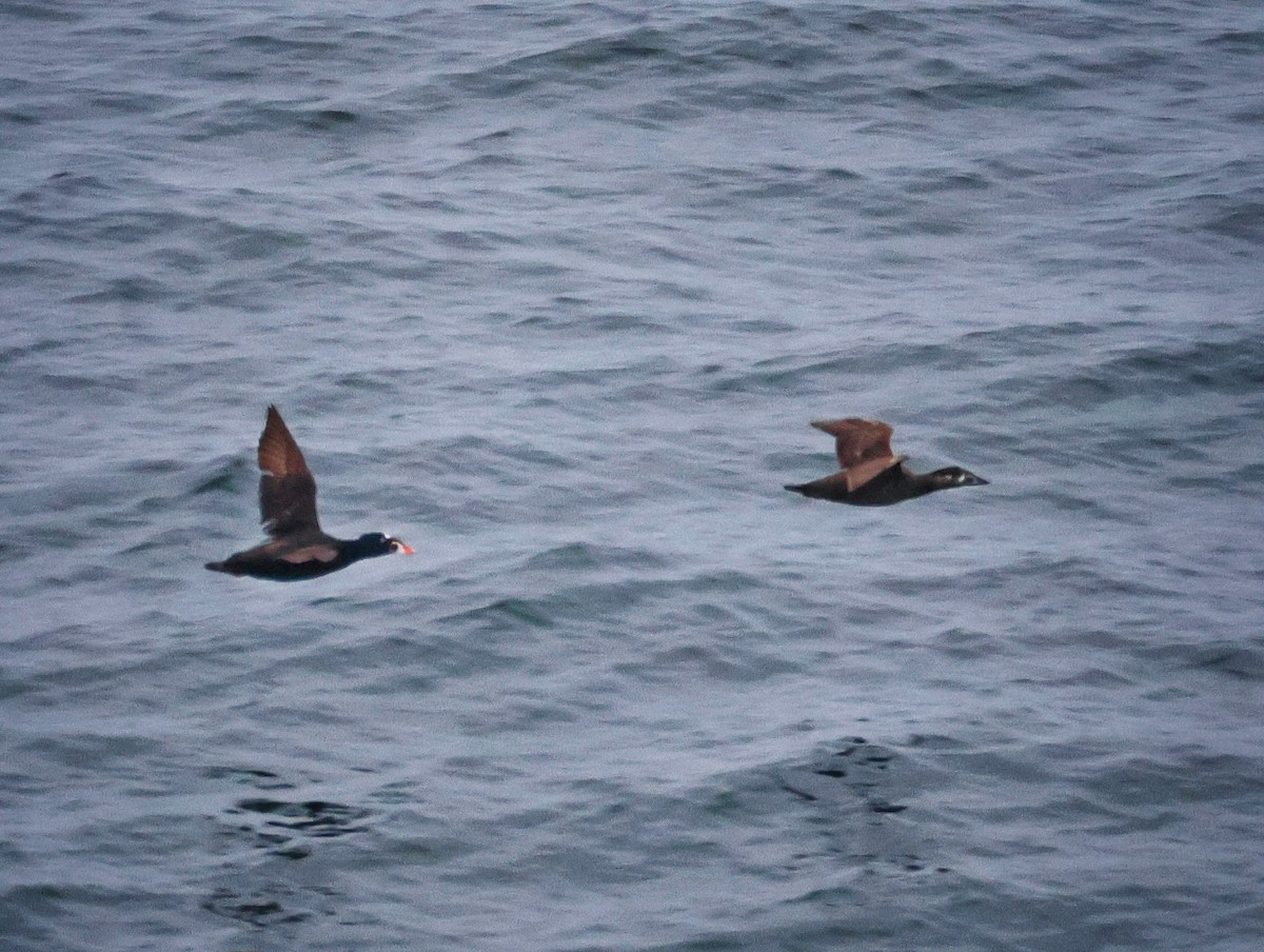 Surf Scoter - ML659198642