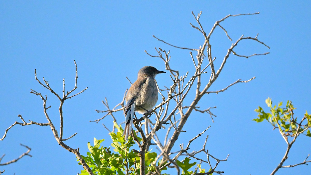 Woodhouse's Scrub-Jay - ML659199061