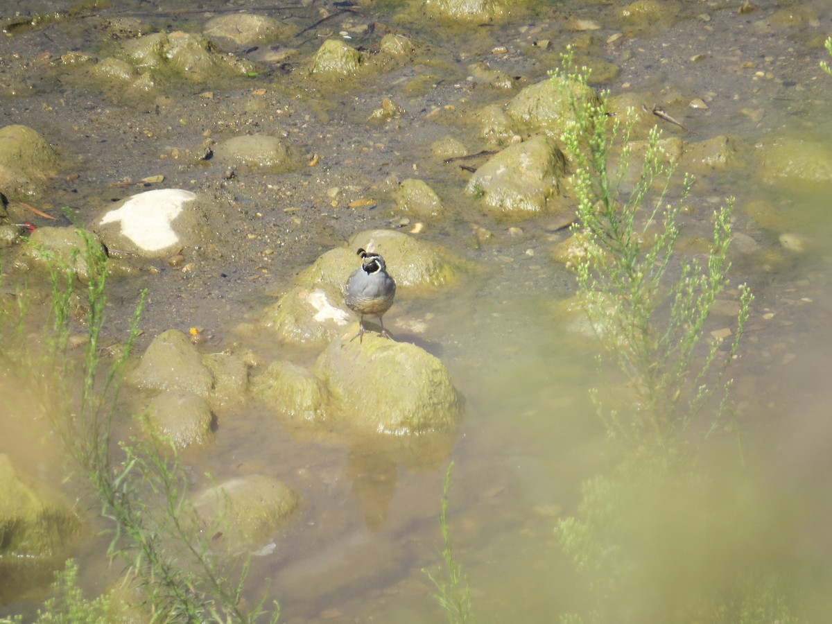 California Quail - ML65919941