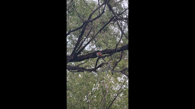 Spotted Towhee - ML659199875