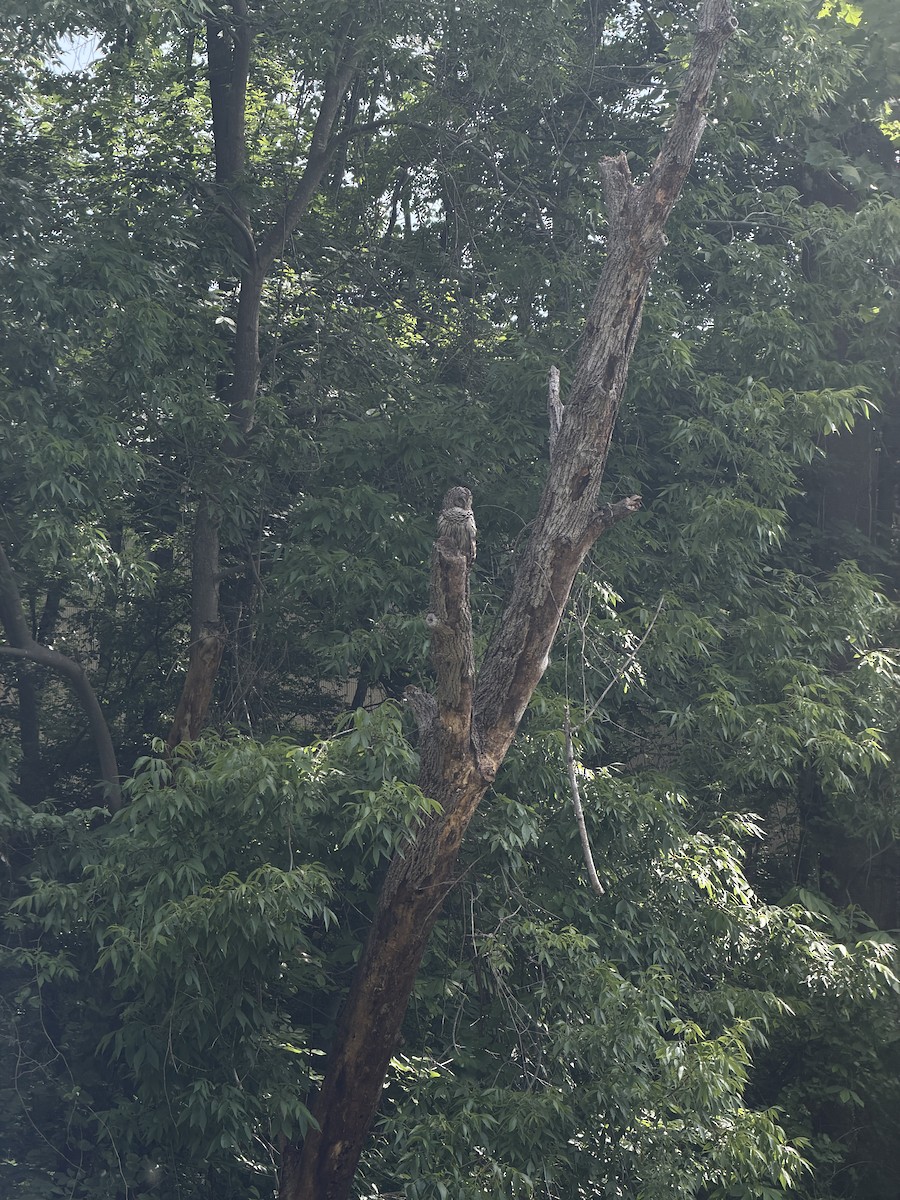 Barred Owl - ML659200075