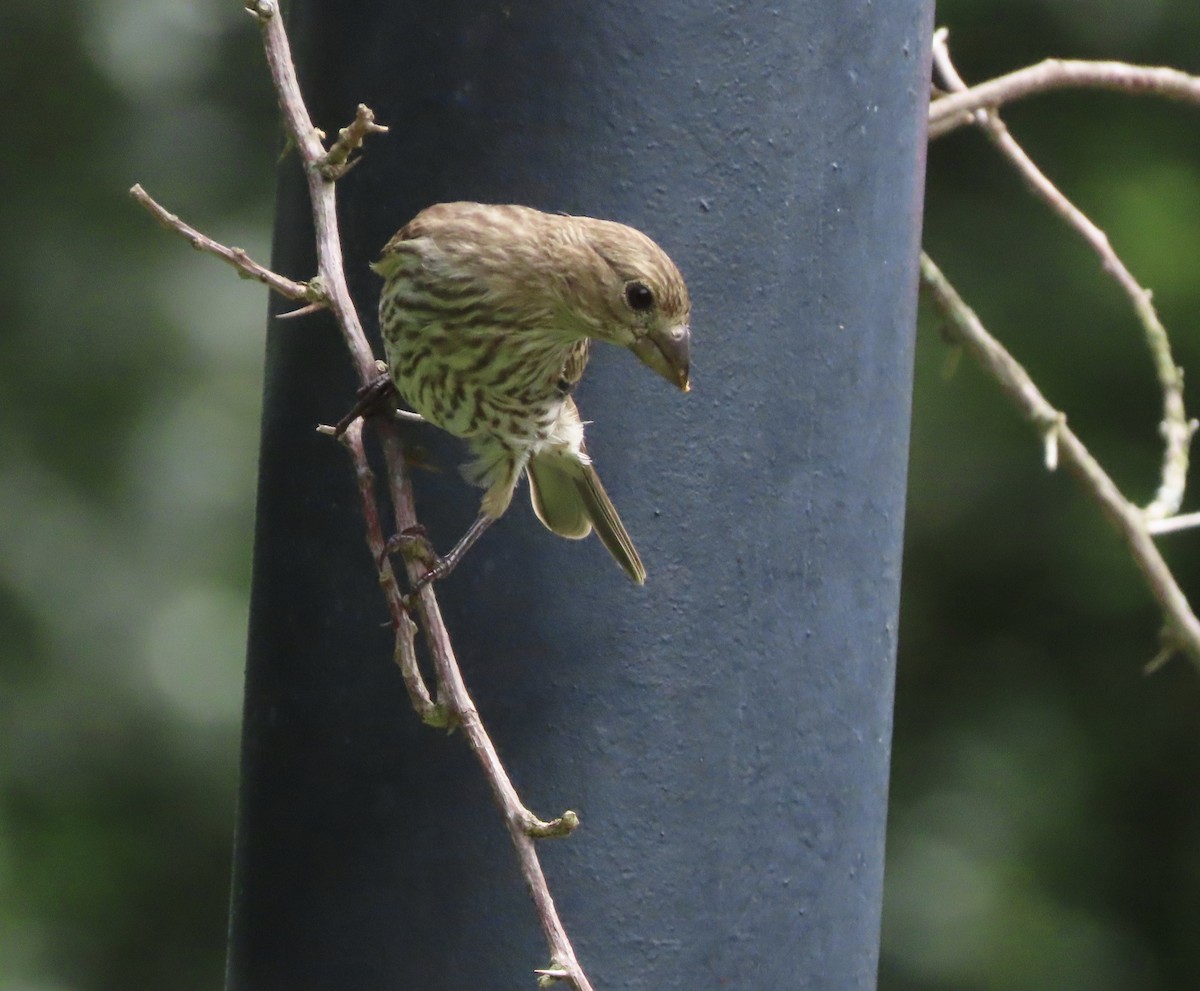 House Finch - ML659200085