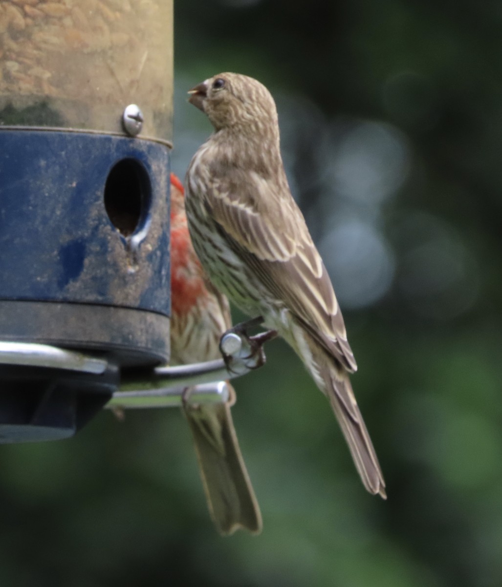 House Finch - ML659200086