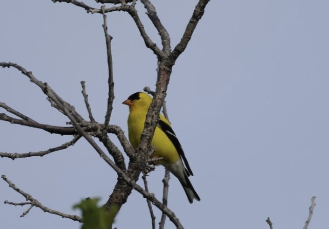 American Goldfinch - ML659200087