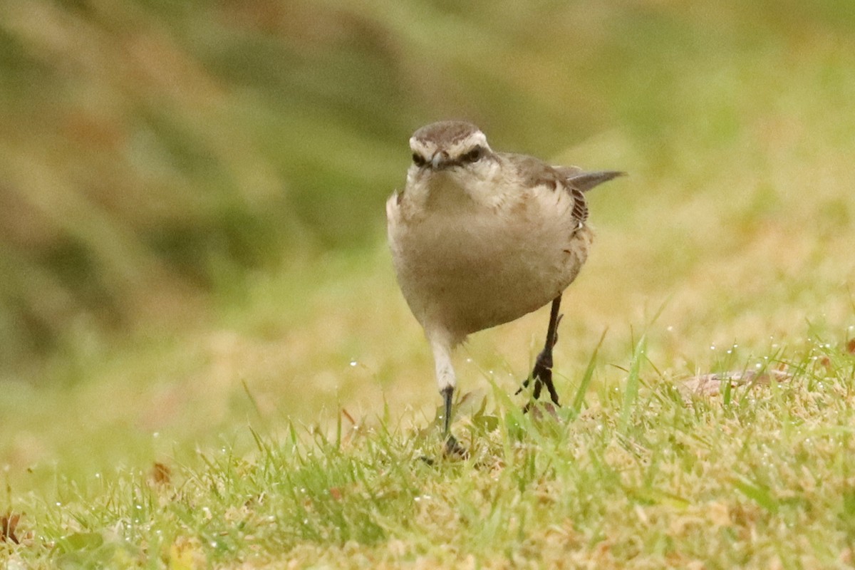 Chalk-browed Mockingbird - ML659200096