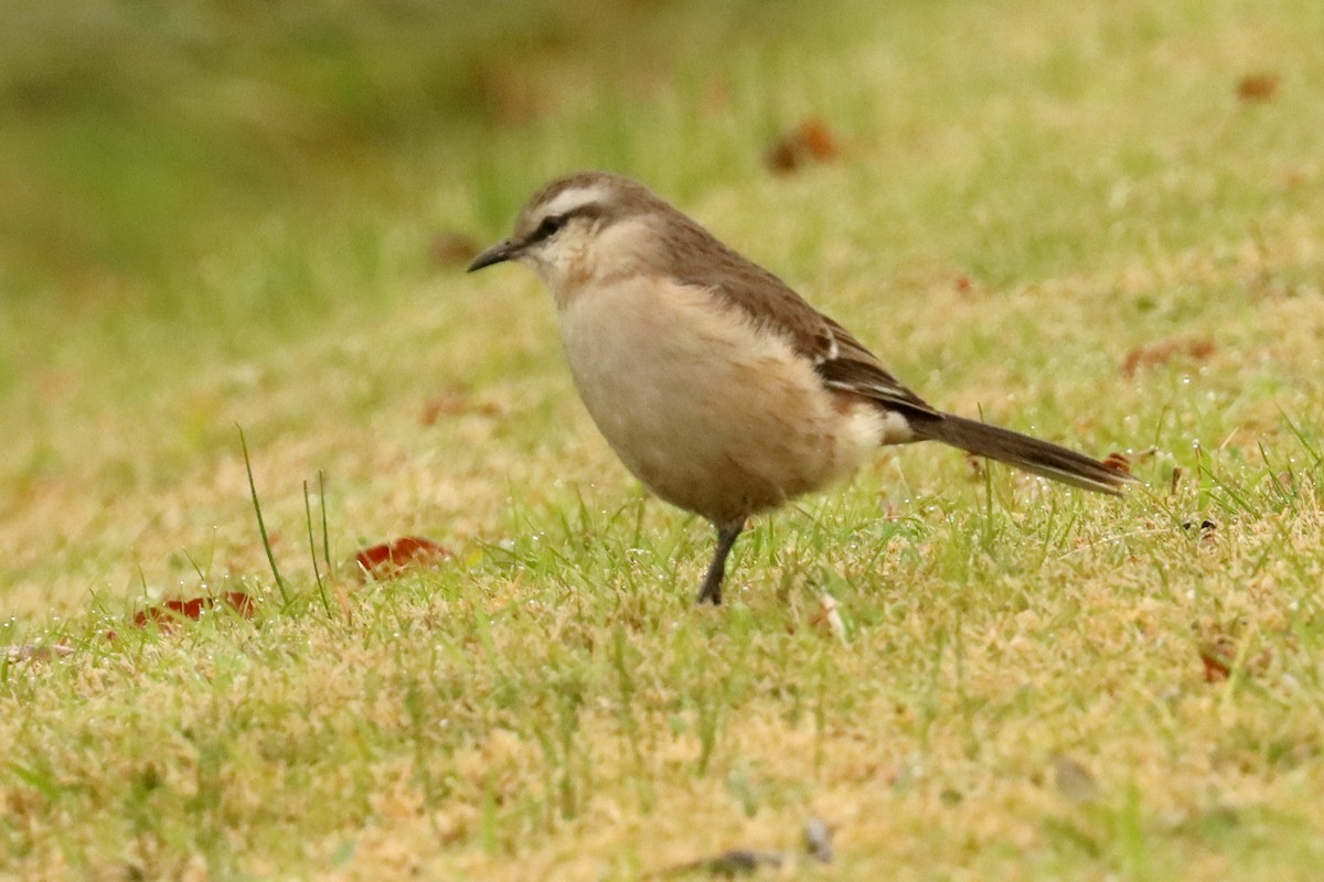 Chalk-browed Mockingbird - ML659200097