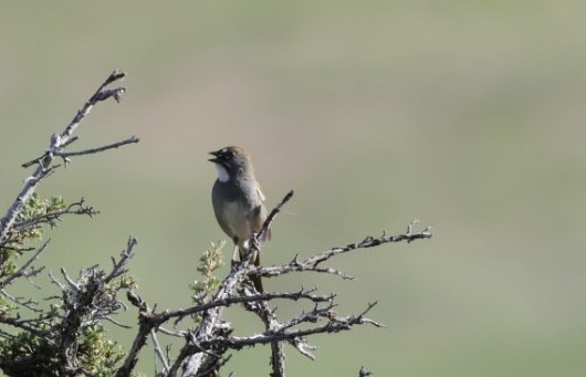 Green-tailed Towhee - ML659200107