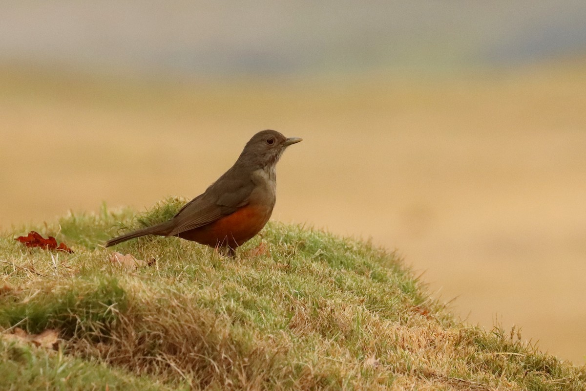 Rufous-bellied Thrush - ML659200108