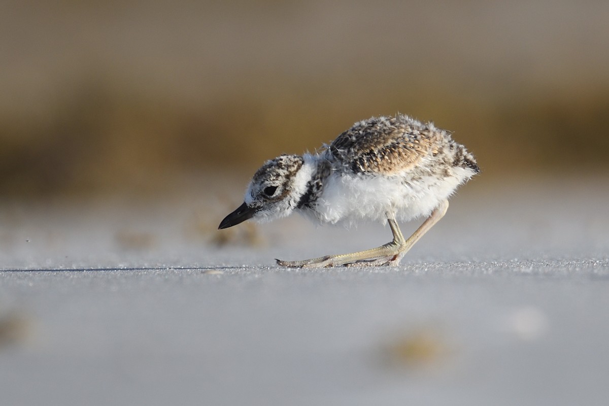 Wilson's Plover - ML659200109