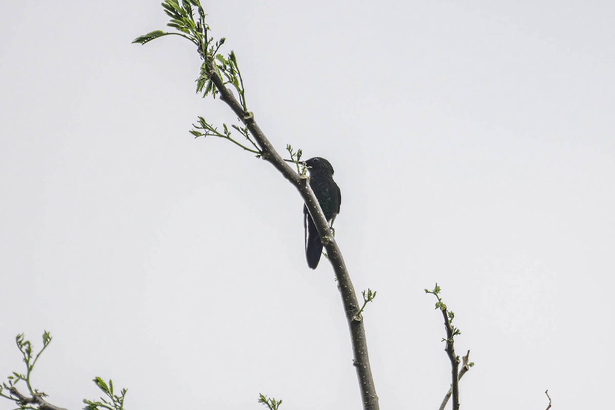 Steely-vented Hummingbird - ML659200117