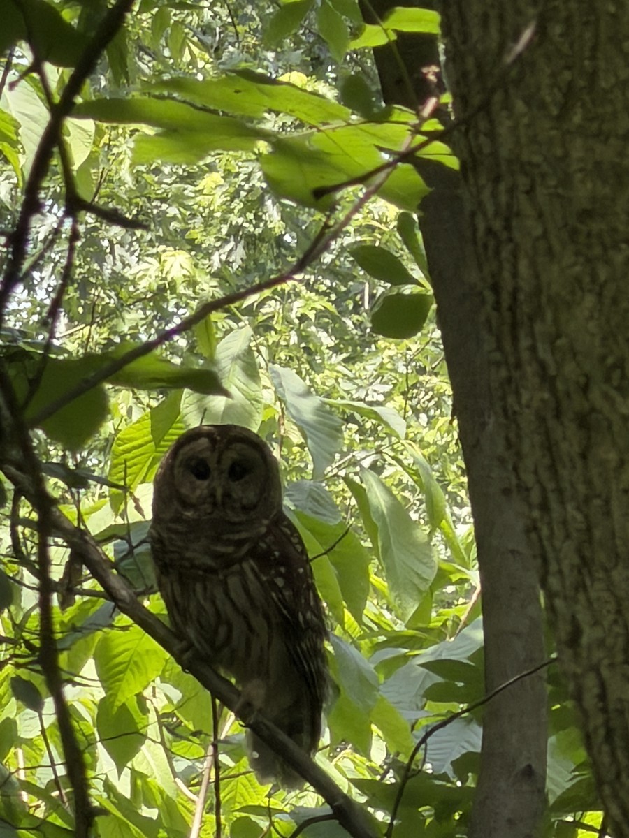 Barred Owl - ML659200121
