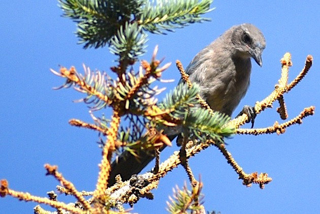 Woodhouse's Scrub-Jay - ML659200434