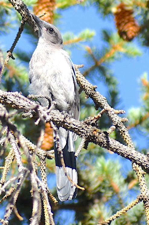 Woodhouse's Scrub-Jay - ML659200435