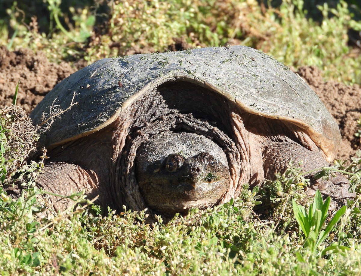 動物界 - ML659200560