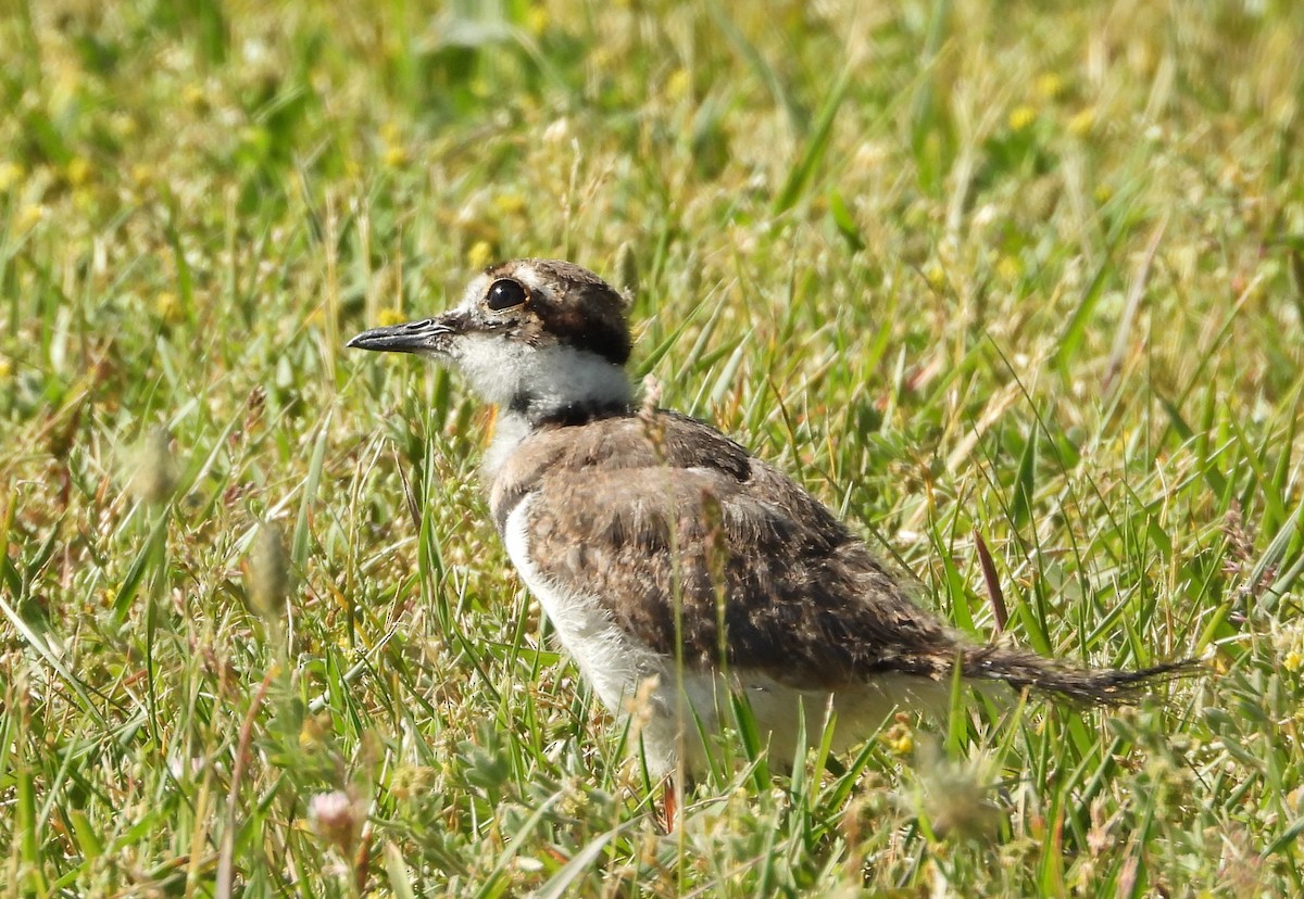 Killdeer - ML659200688