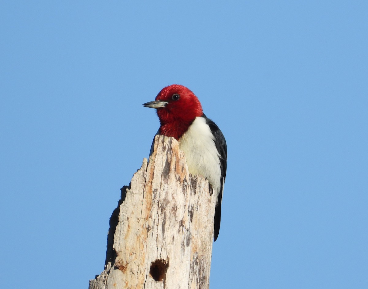 Red-headed Woodpecker - ML659200704