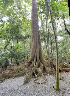 Gamboa Rainforest Reserve, Colón, Panama - eBird Hotspot