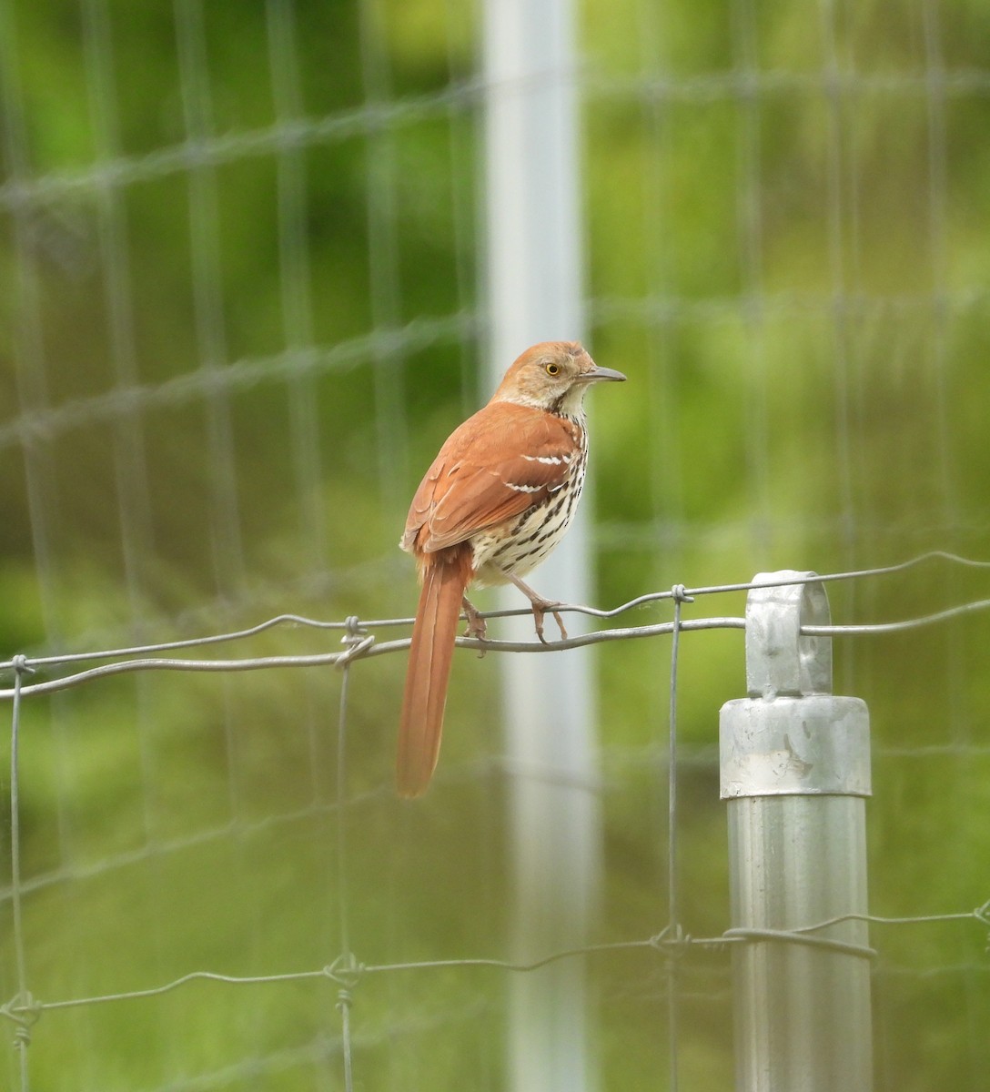 Brown Thrasher - ML659200772