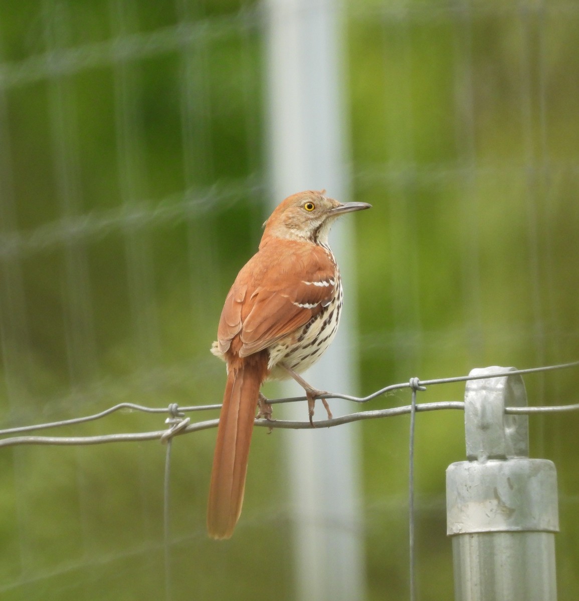 Brown Thrasher - ML659200776