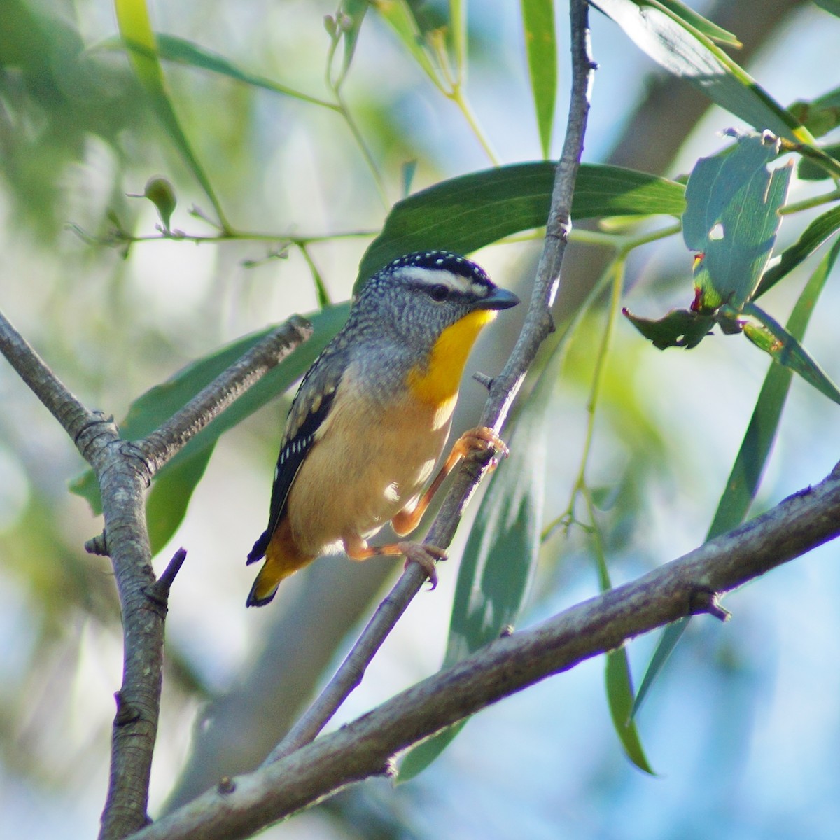 Spotted Pardalote - ML65920081