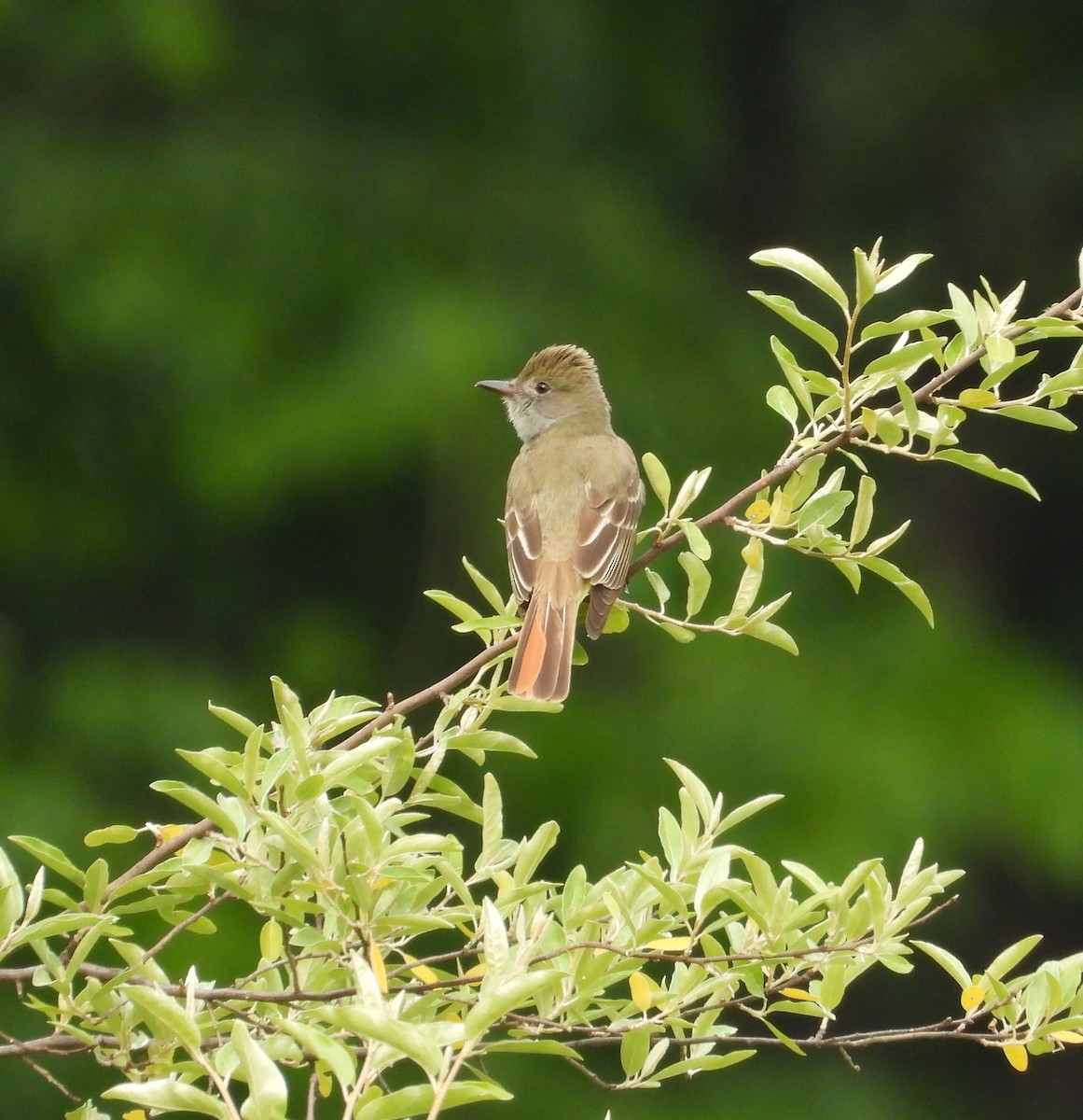 Great Crested Flycatcher - ML659200895