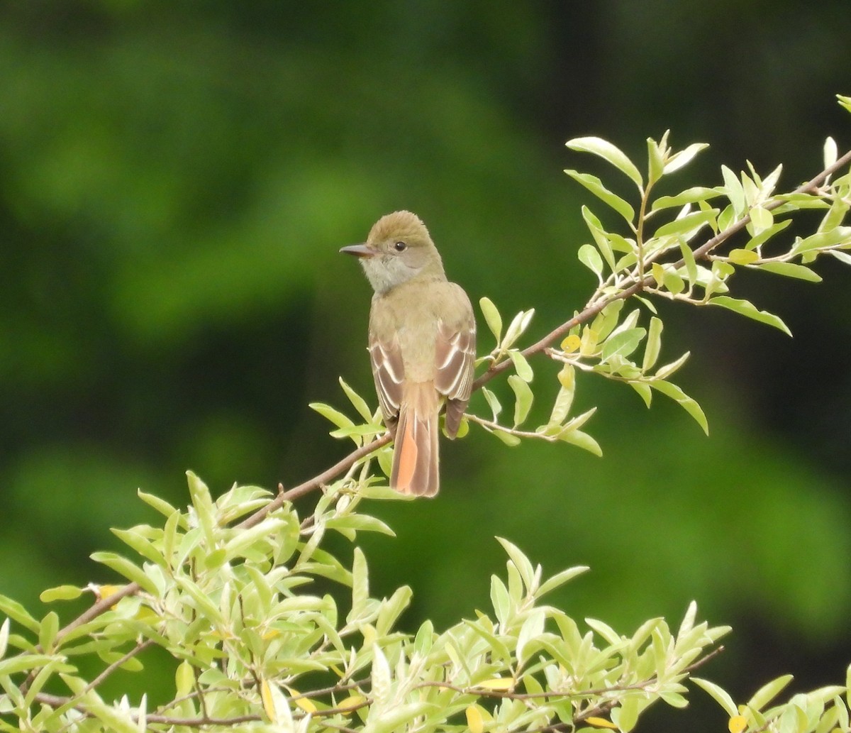 Great Crested Flycatcher - ML659200897
