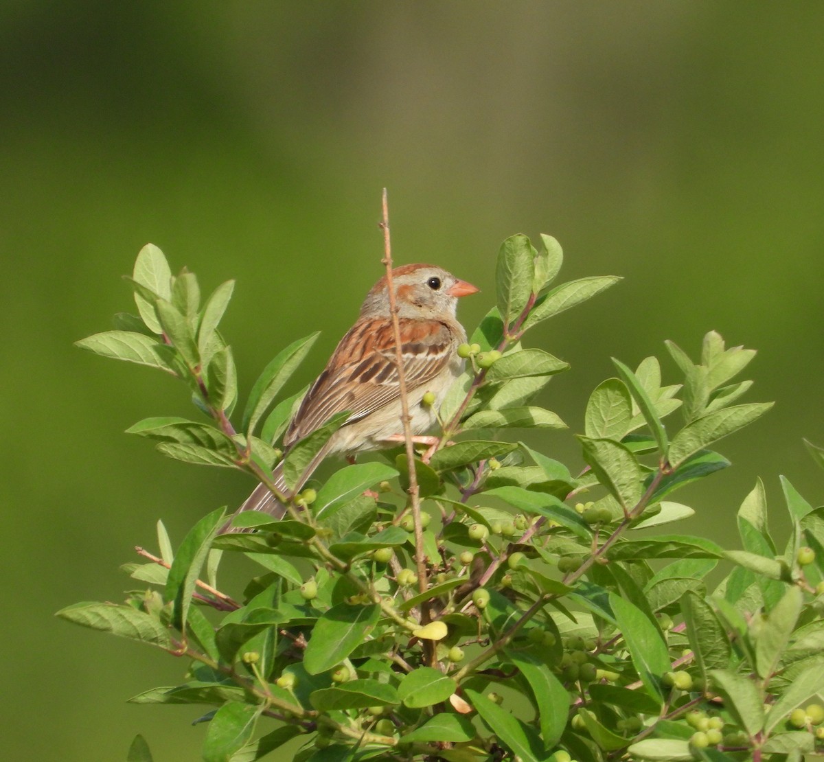 Field Sparrow - ML659200913