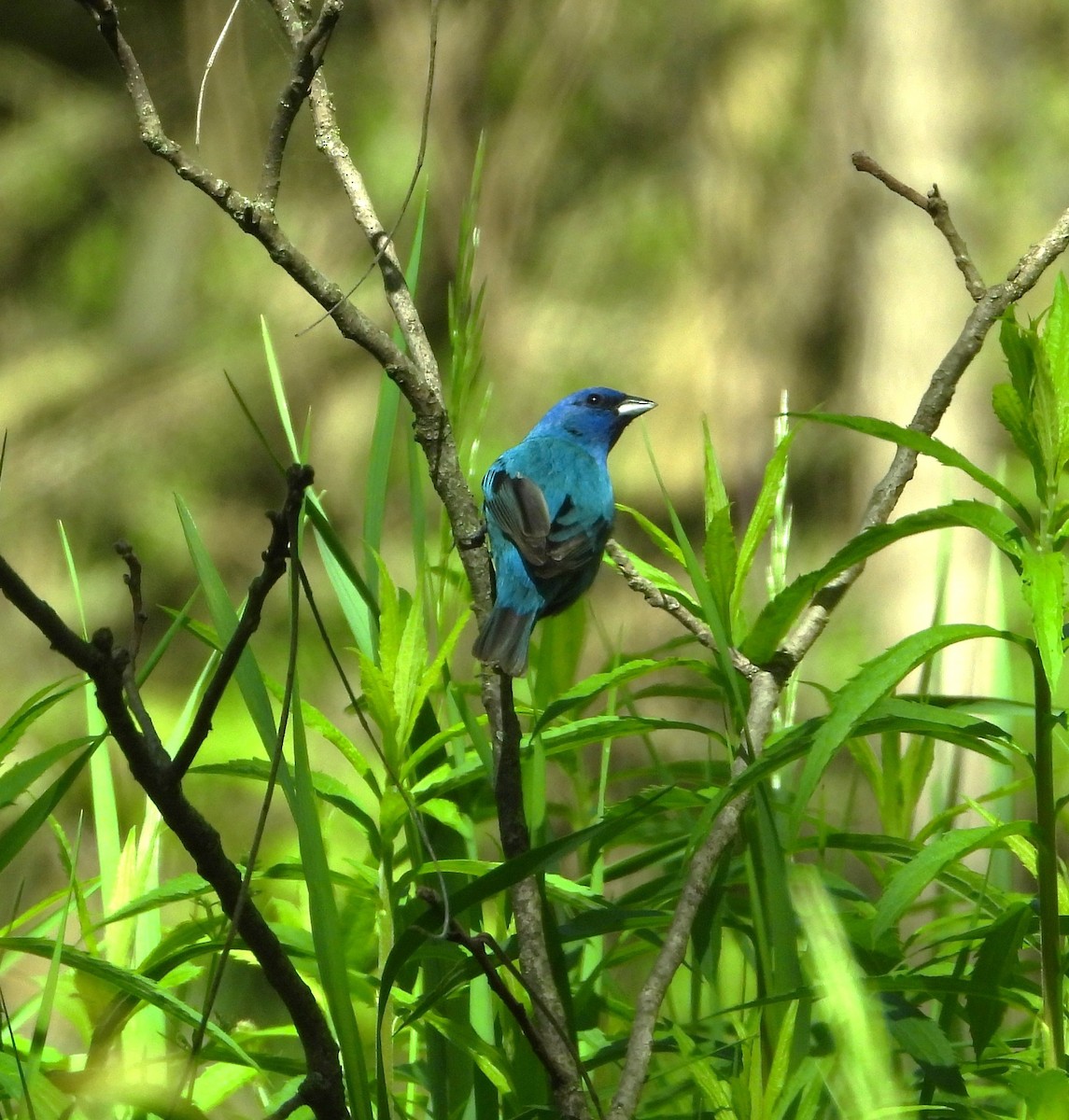 Indigo Bunting - ML659200957
