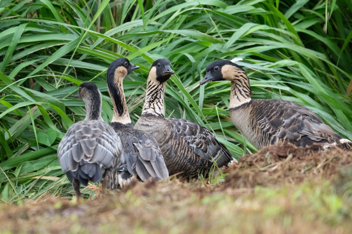 Hawaiian Goose - ML659201066