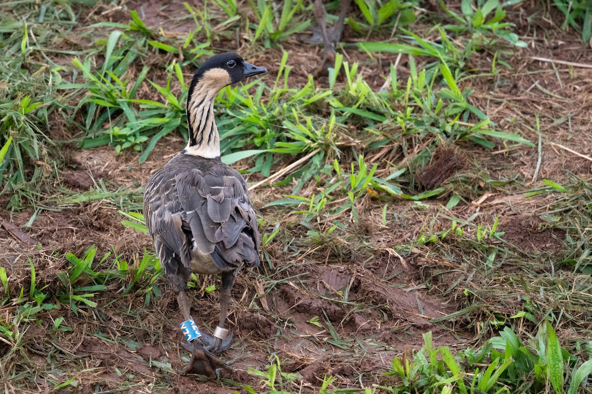 Hawaiian Goose - ML659201071