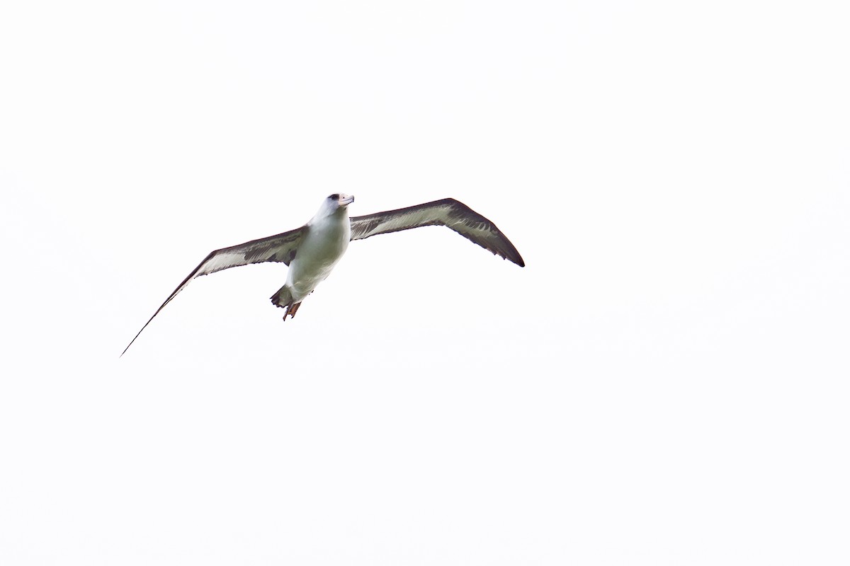 Laysan Albatross - ML659201075