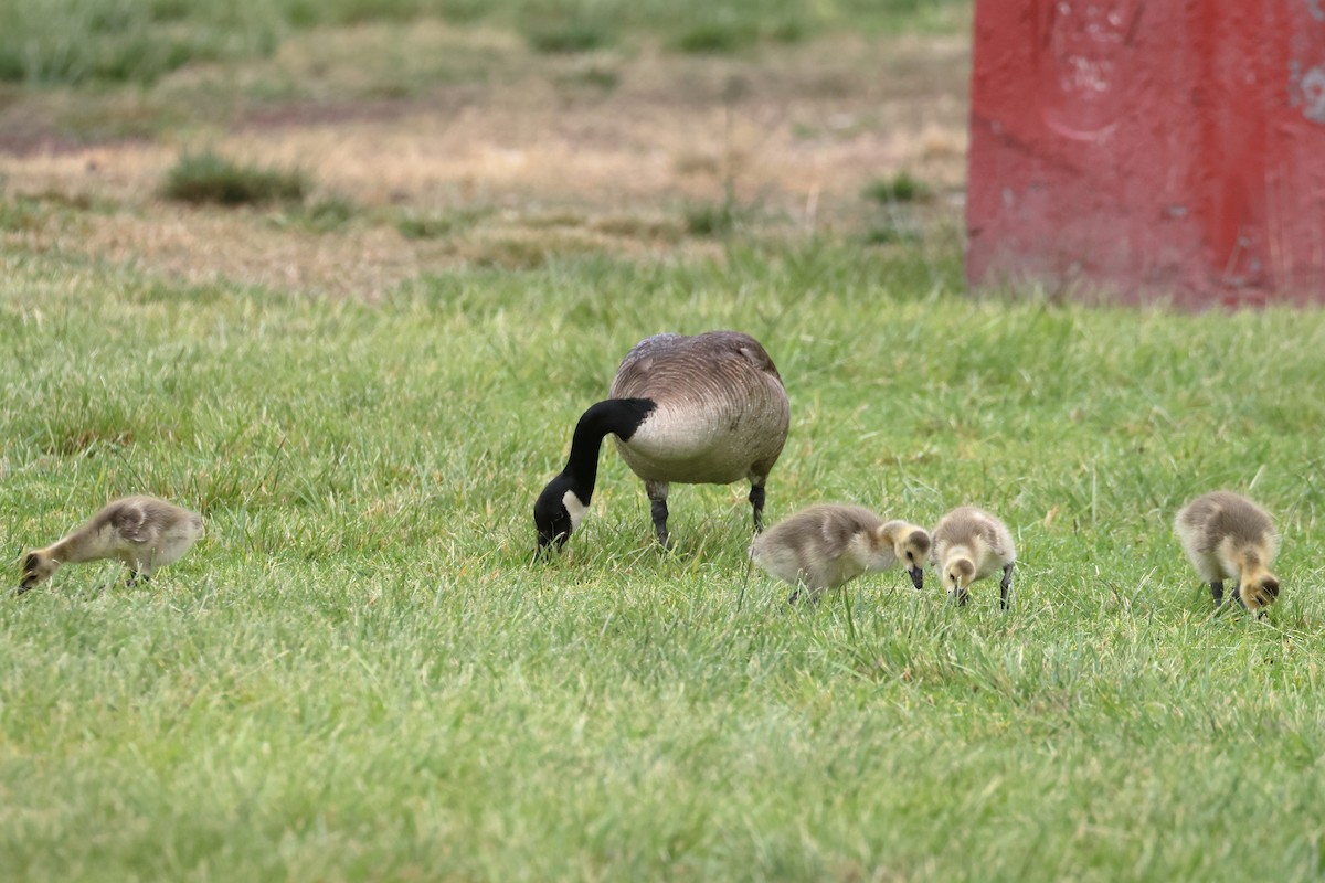 Canada Goose - ML659201137
