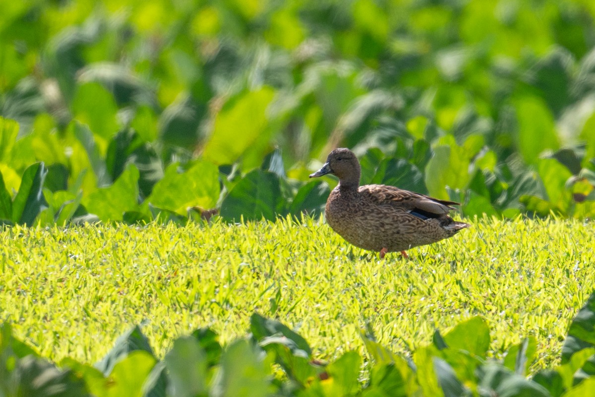 Hawaiian Duck - ML659201204